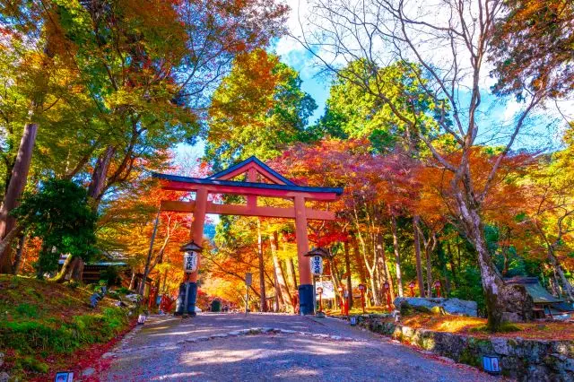 日吉大社的山王鳥居在紅葉映襯下更顯美麗