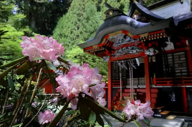 シャクナゲの名所として知られる「花園神社」