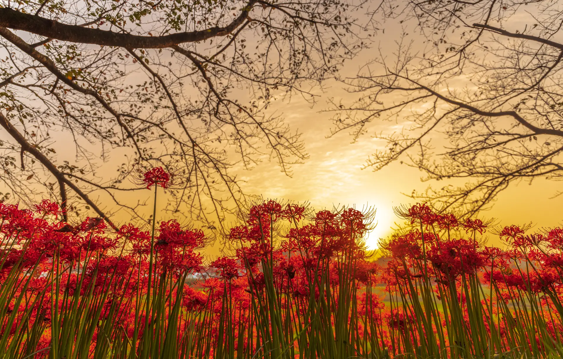 埼玉旅行ガイド】東京から日帰りで奥深い自然と歴史文化を堪能