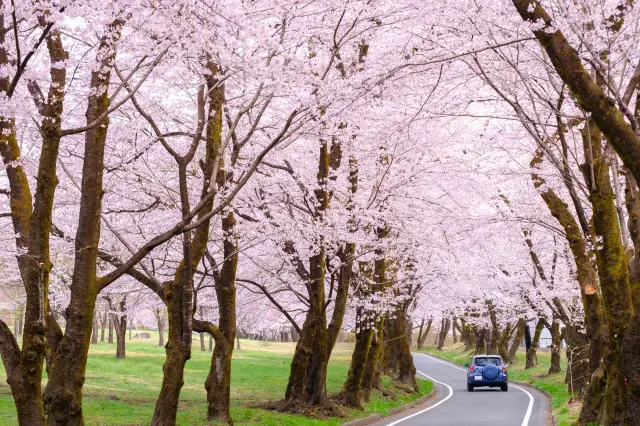 自然豊かな場所をドライブするのも旅の良い思い出になるはずだ