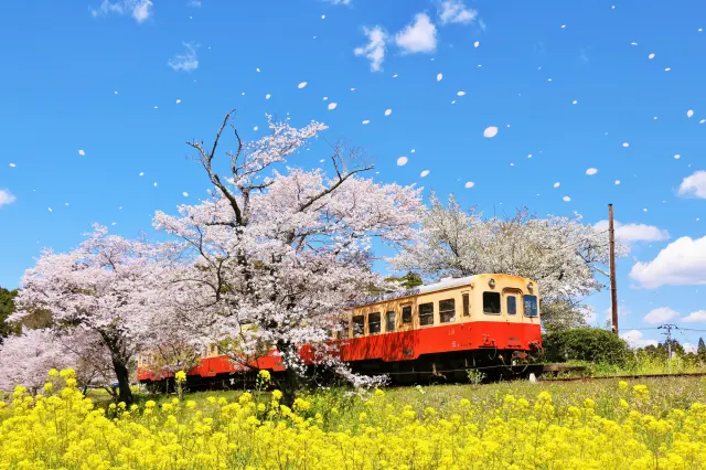 桜と菜の花の中を走り抜ける春の「小湊鉄道」