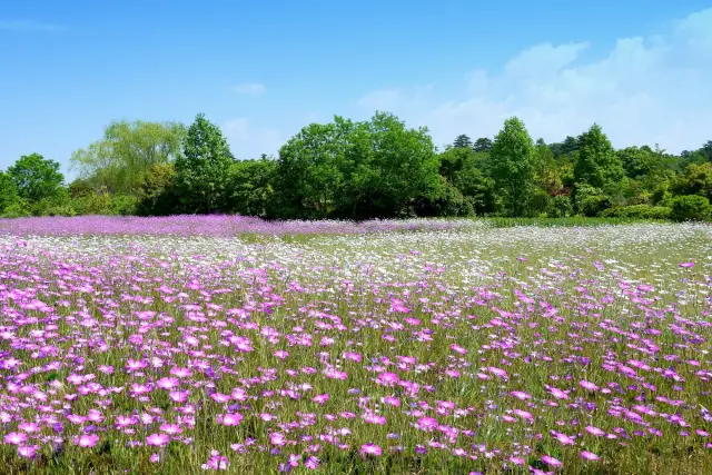 桜やツツジ以外にも様々な花々が咲き誇る「清水公園」