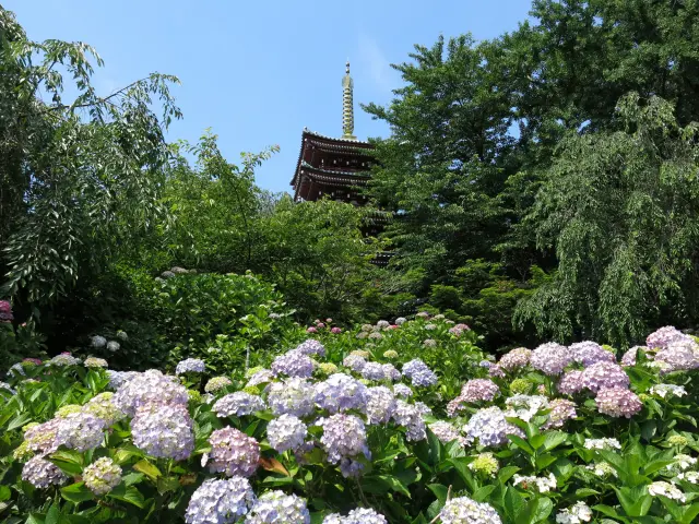 紫陽花が彩る「長谷山 本土寺」