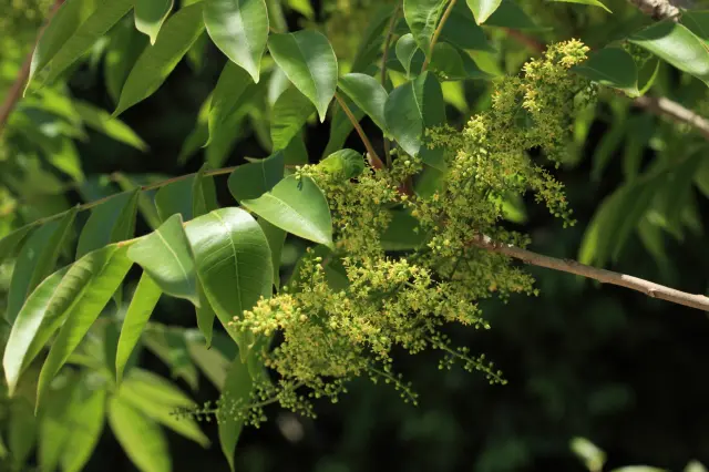The haze tree, known for its seeds that are used as a raw material for Japanese candles.