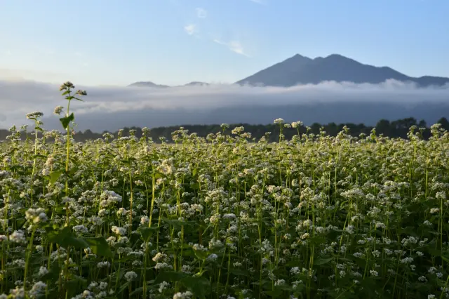 那須連山を背景に花咲くソバ畑