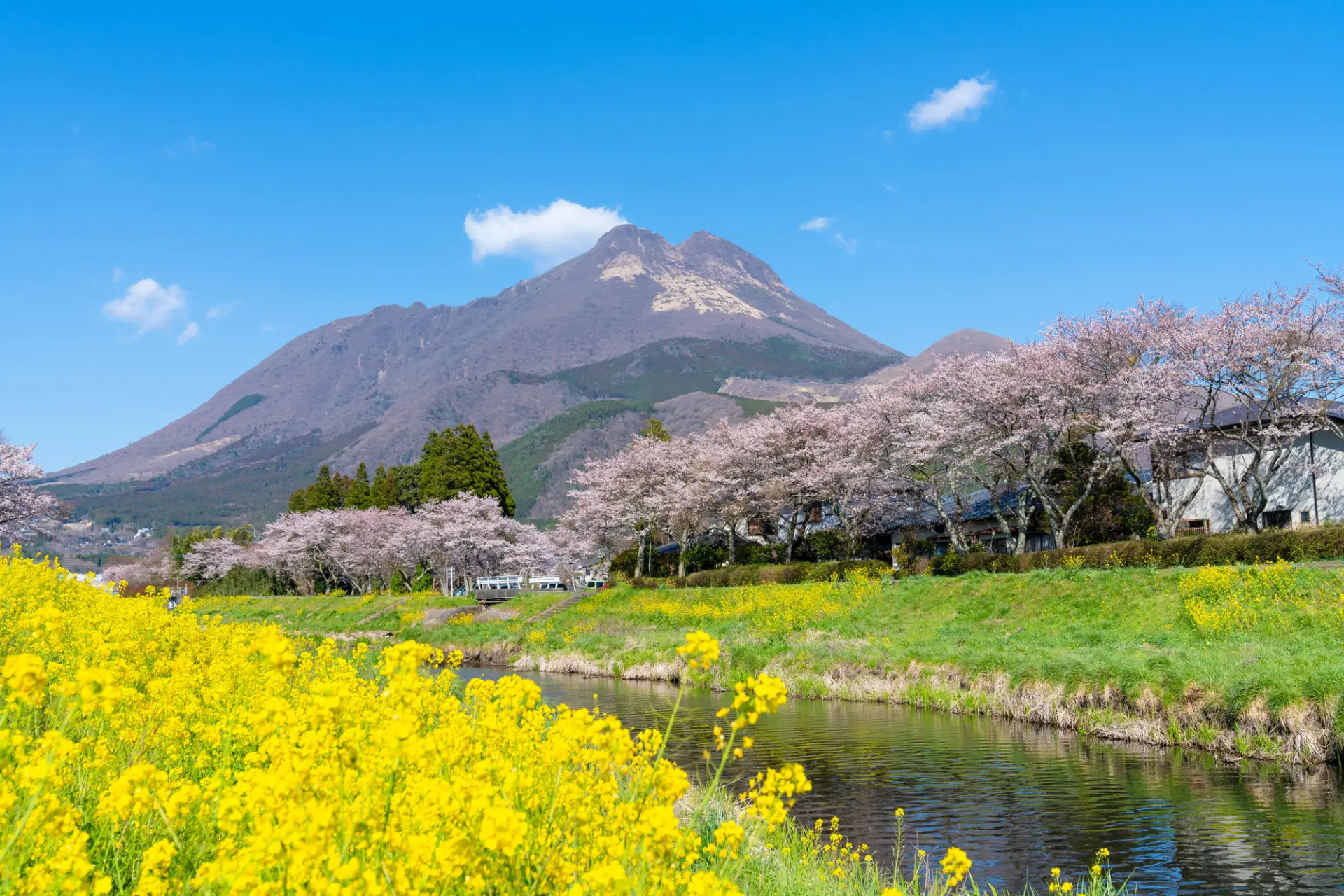 春天的由布院：大井川沿岸的春日畫卷
