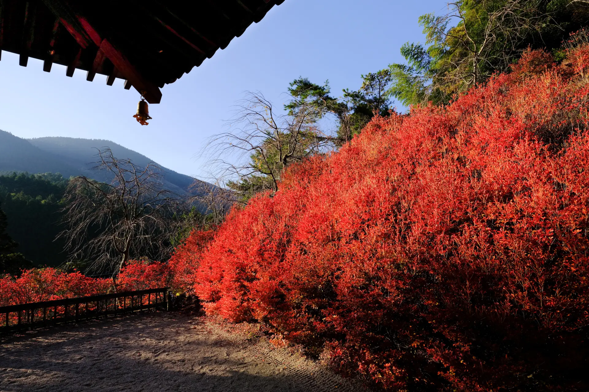 呑山観音寺を深紅に染めていく紅葉