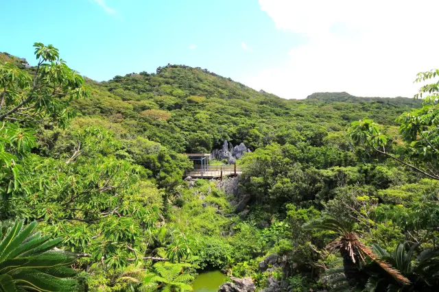 遍布亚热带丛林的山原地区