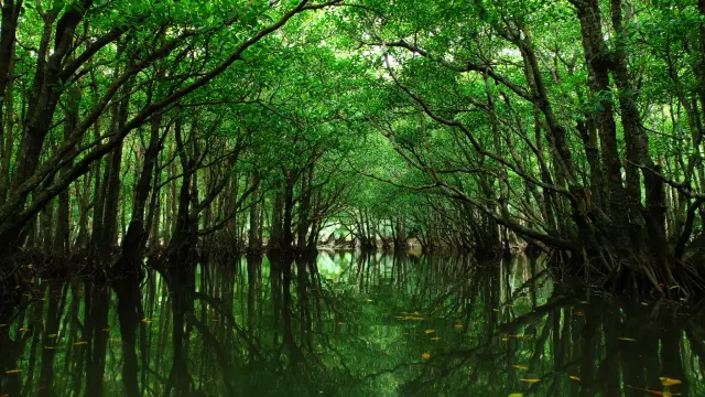 拥有日本最大的红树林地带的「西表岛」