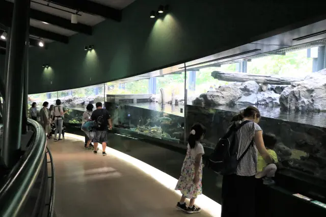 展示飼育棲息於相模川及周邊的淡水魚、兩棲類和水生昆蟲為主的水族館