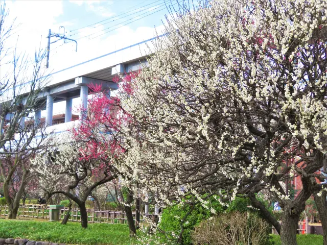 梅が咲き誇る聖蹟蒲田梅屋敷公園