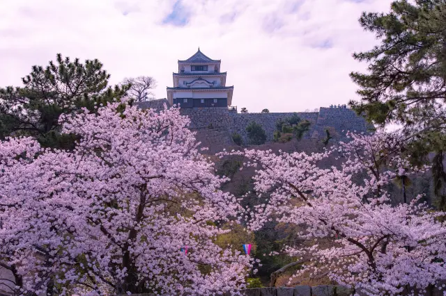 一座白色的木造天守，坐落在美麗的石牆之上