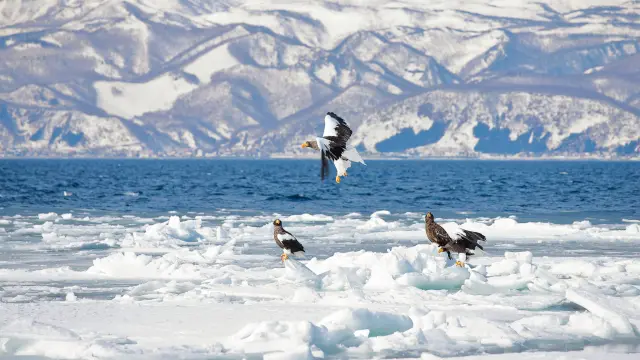 在知床半島邂逅美麗的自然風光和珍稀的動植物