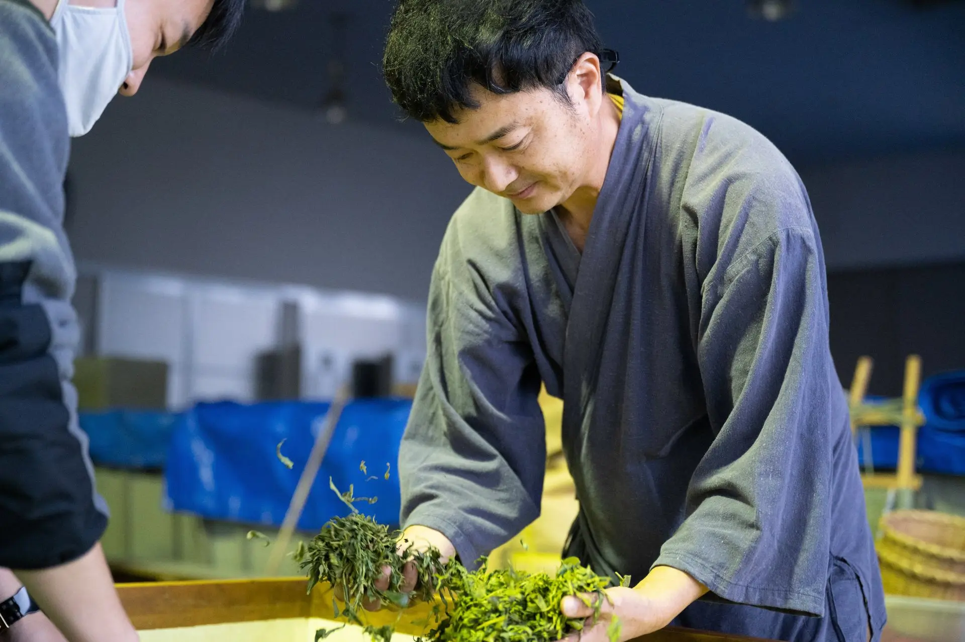 茶畑で茶摘みと手揉みを体験