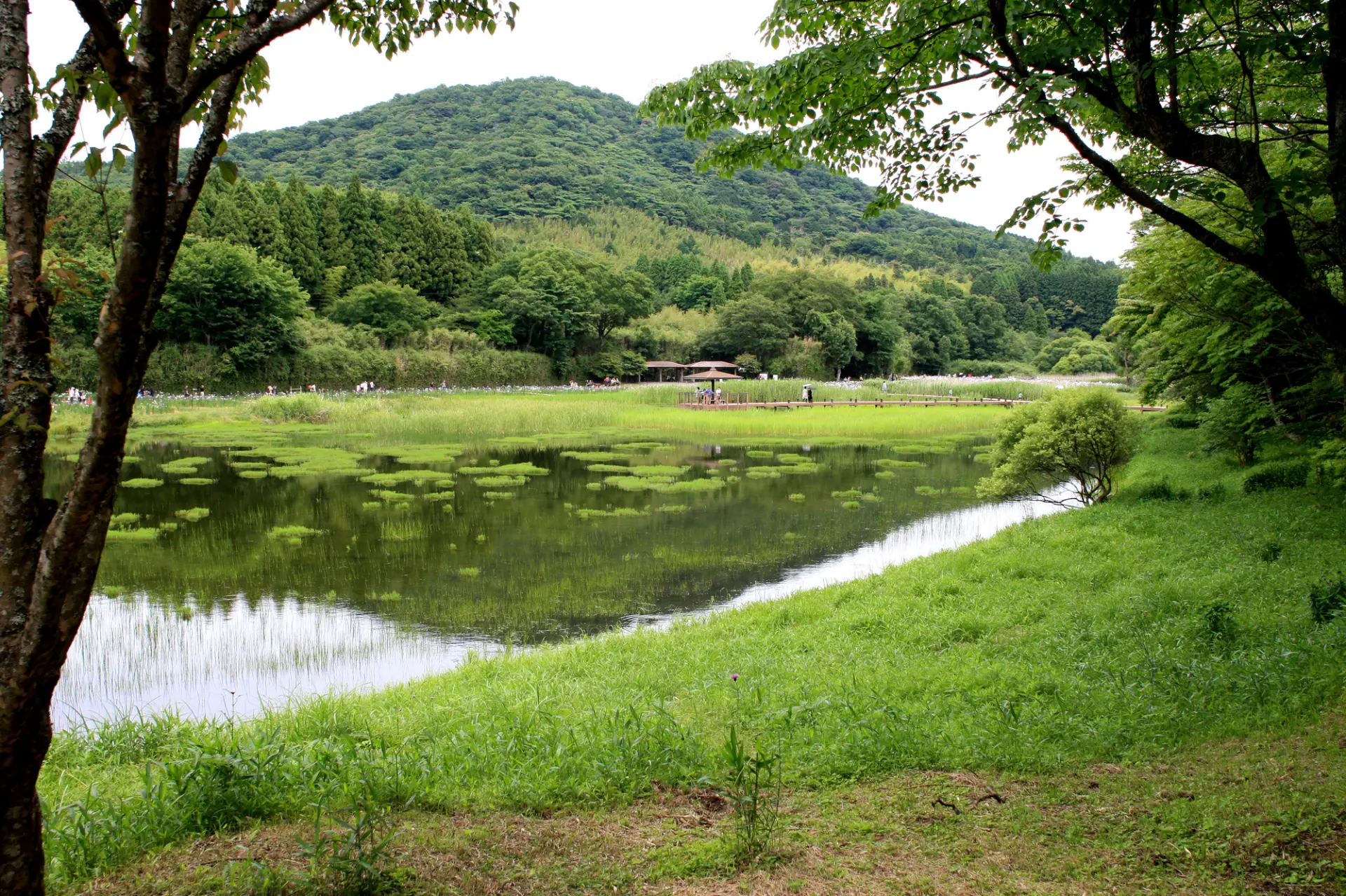 植物や野鳥を観察しながらゆっくり湖畔を散策しよう