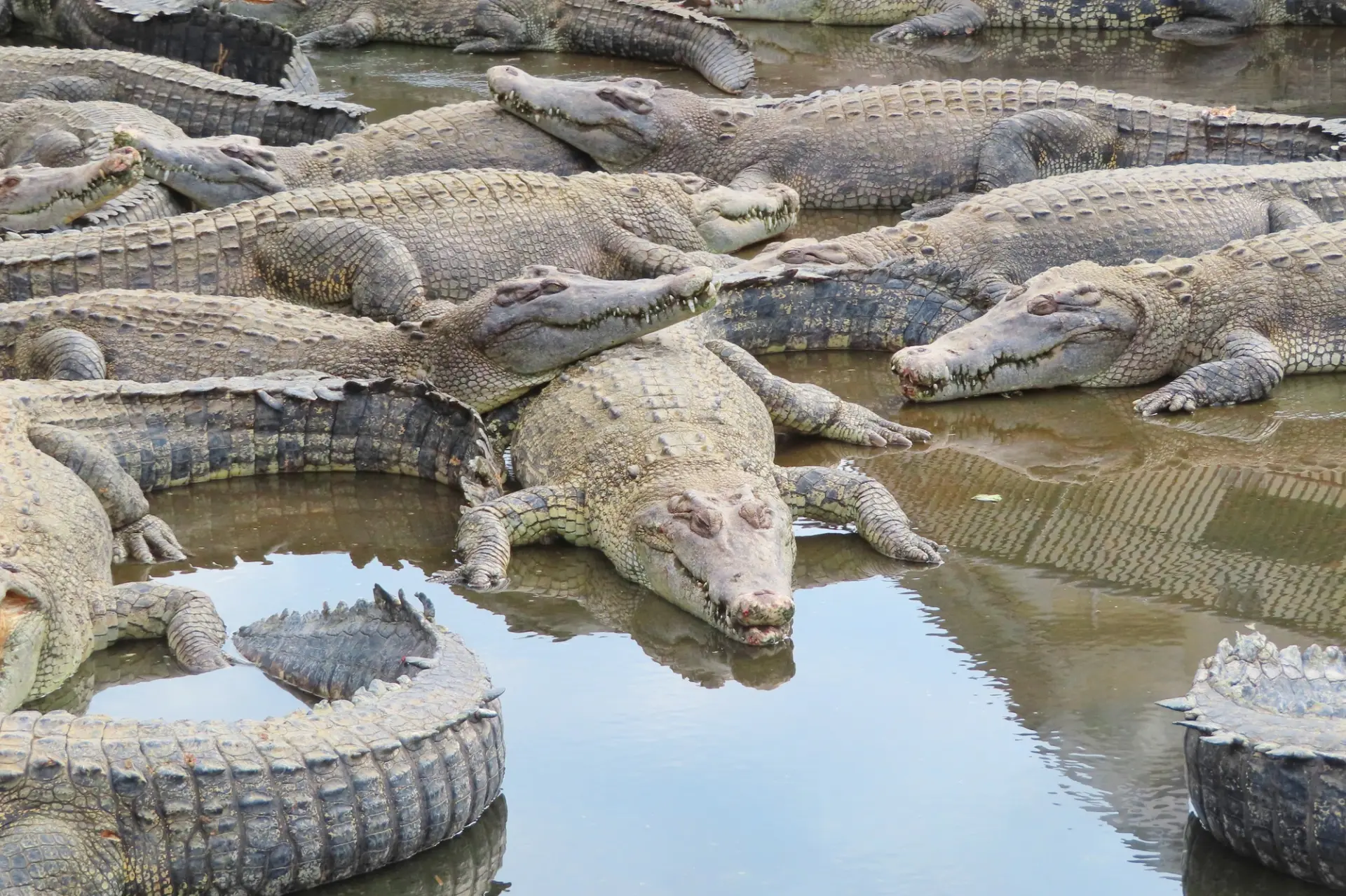 多種多様なワニを間近で見られる貴重な体験