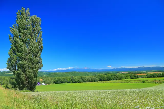 知名的兜風道路，因電視廣告而聲名大噪的拍照景點