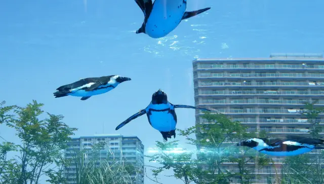 Watch penguins swim through the city sky!