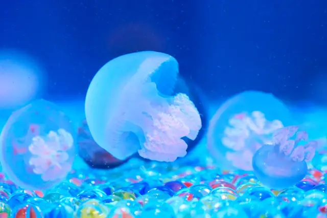 潮風が薫る総合公園内に建つ、品川区民に愛される水族館