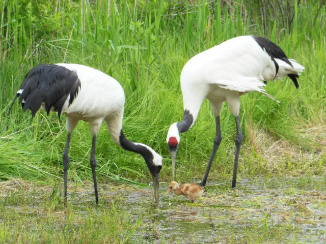 可以看到丹頂鶴原始樣貌的特別場所