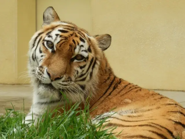 北海道最大的動物園！與棲息在北國大地的動物們邂逅