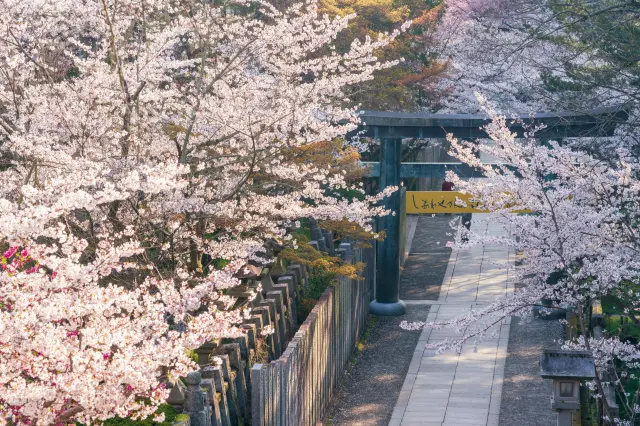 春季的金刀比羅宮「櫻馬場」，櫻花之美尤其醉人