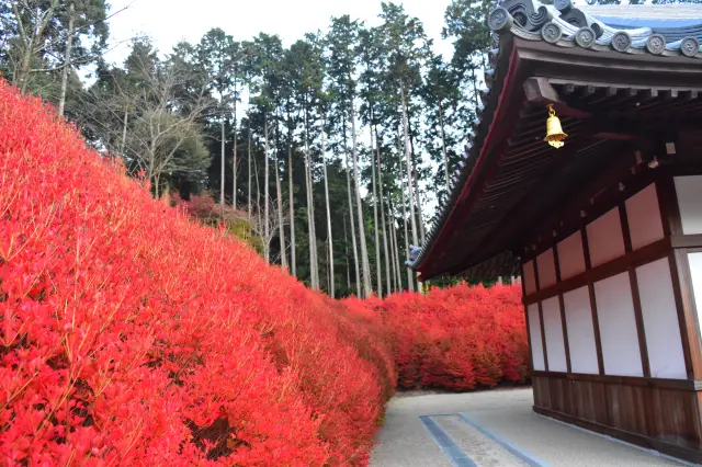 觀音堂的燈台杜鵑花將整個區域染成鮮艷的紅色，形成一道絢麗的風景