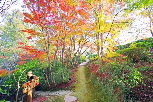 在秋葉繽紛的園內漫步遊覽，享受秋日獨有的幽靜氛圍