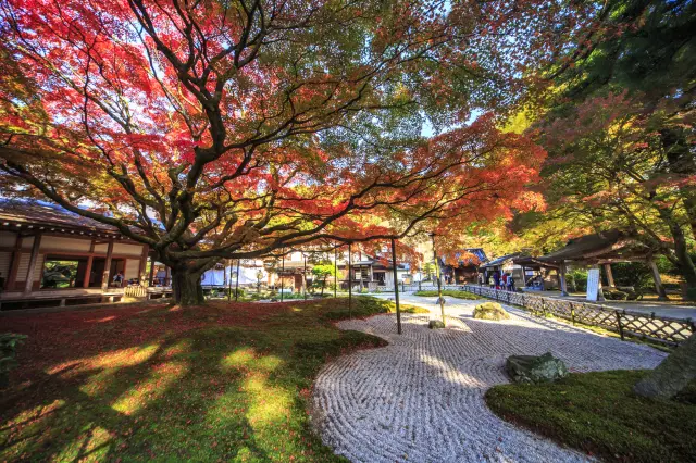 【福岡賞楓完整指南】福岡紅葉景點一篇掌握！