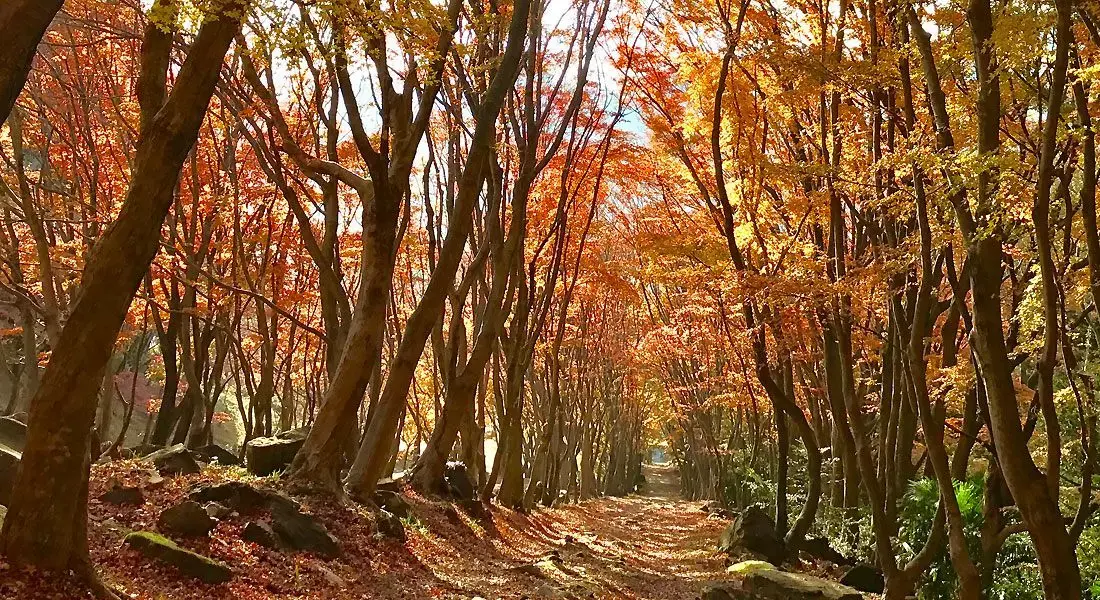 The garden usually opens for the foliage season from mid-November to early December