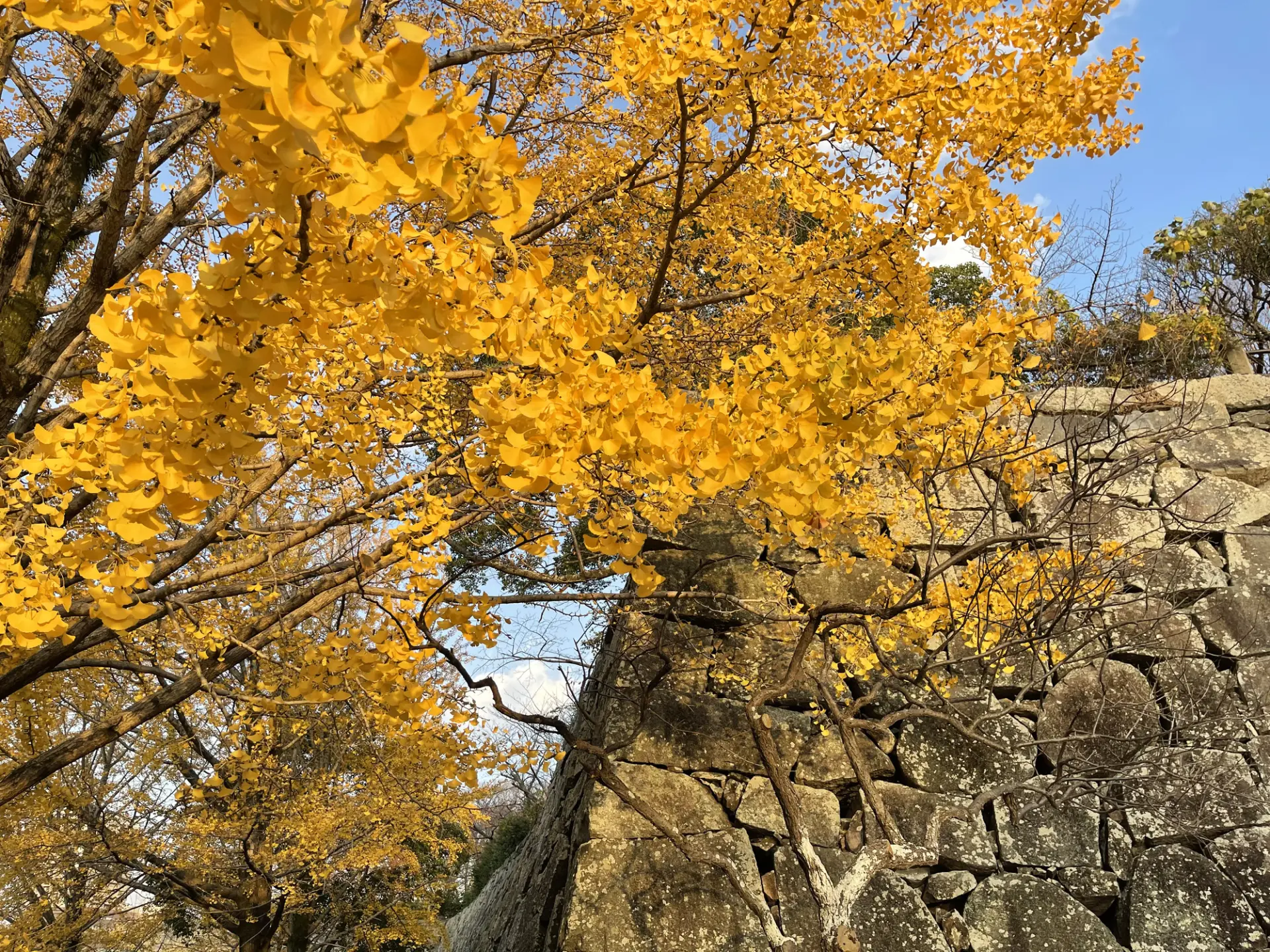 Do not miss the golden leaves of the large ginkgo trees beside Fukuoka Castle's stone walls