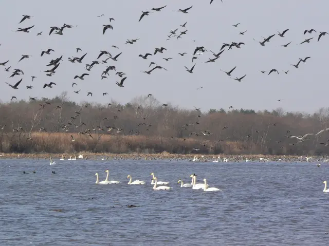 被譽為觀鳥聖地的淡水湖