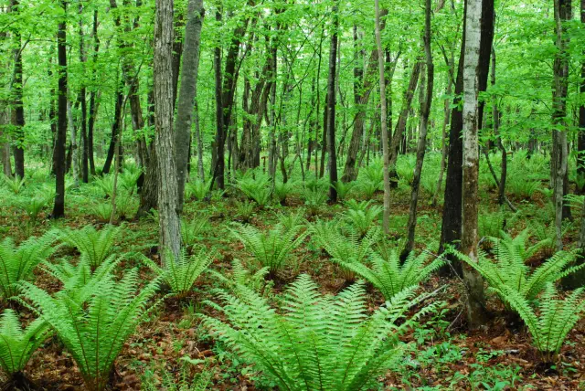 在森林的懷抱中，體驗宛如「瑰寶」般的北海道大自然之美