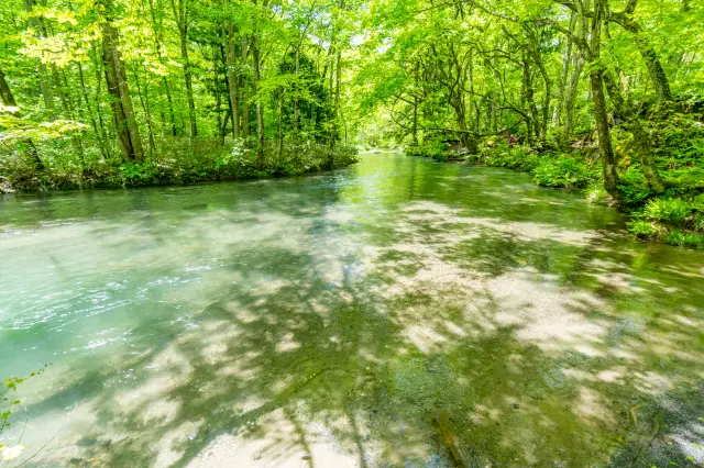 在溪谷的新綠樹蔭中灑落的陽光十分舒爽