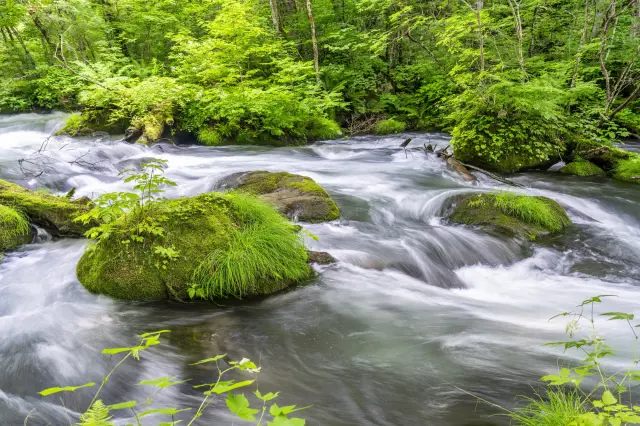 炎炎夏日中，在奧入瀨溪流體驗清涼與美感