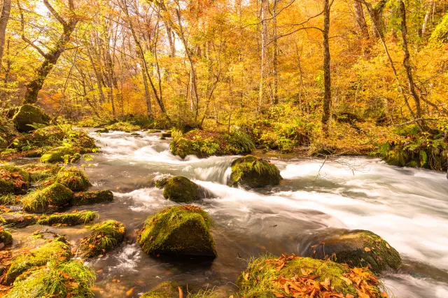 紅葉與溪流交織而成的美景