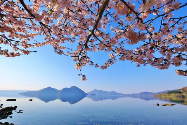 點綴著洞爺湖的櫻花捎來春天的訊息～