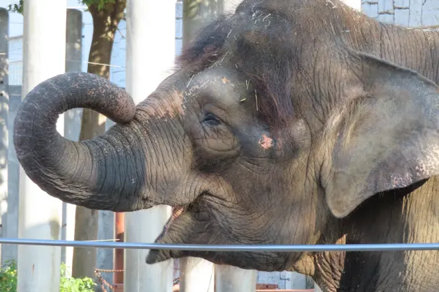 來自婆羅洲島，被認為是世界上最矮小的婆羅洲象