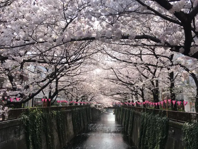 東京都內超級知名的賞櫻景點，河道兩岸是4公里長的櫻花並木