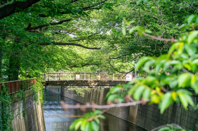 【超嚴選】不只有櫻花美！目黑必去景點10選