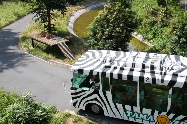 The Lion Bus decorated with zebra stripes