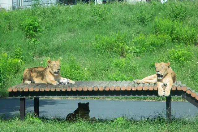 Relax while observing the lions in their natural state.
