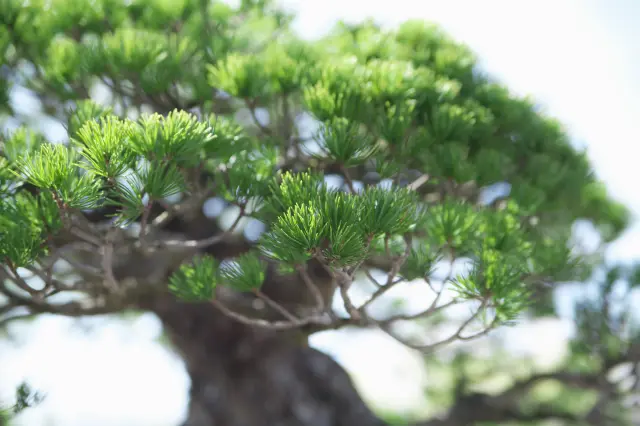 唐代に栄えた盆景・盆山が日本へ渡来