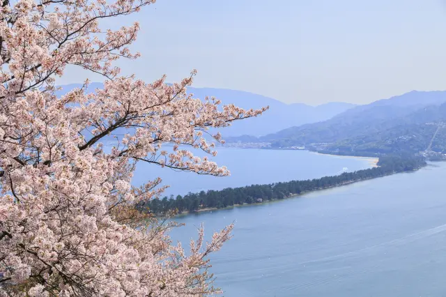 從週邊櫻花景點一望天橋立絕景