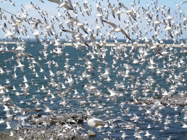 ウミネコのフンが落ちてくるため、神社のふもとには参拝者用に無料貸出の傘も数本設置されている