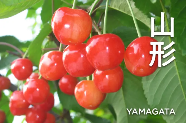 Known for thriving fruit production, including "cherries"