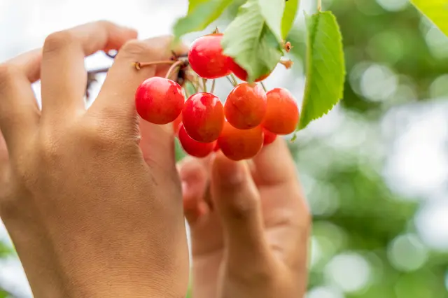 【6 Must-Try Experiences in Tohoku】Explore Winter in Tohoku: Scenic Wonders, Cultural Heritage, and Gourmet Delights