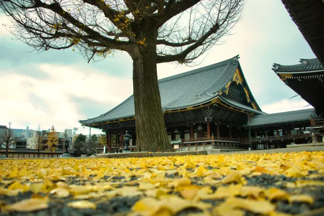 金黃色的銀杏樹葉鋪滿大地的秋日東本願寺