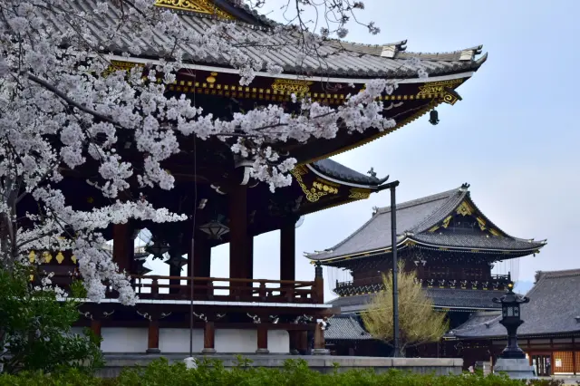 充滿歷史韻味的建築與櫻花同框的景觀