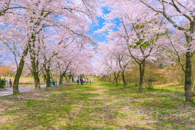 赤城山南麓綿延約1.3公里的櫻花並木，美得令人屏息